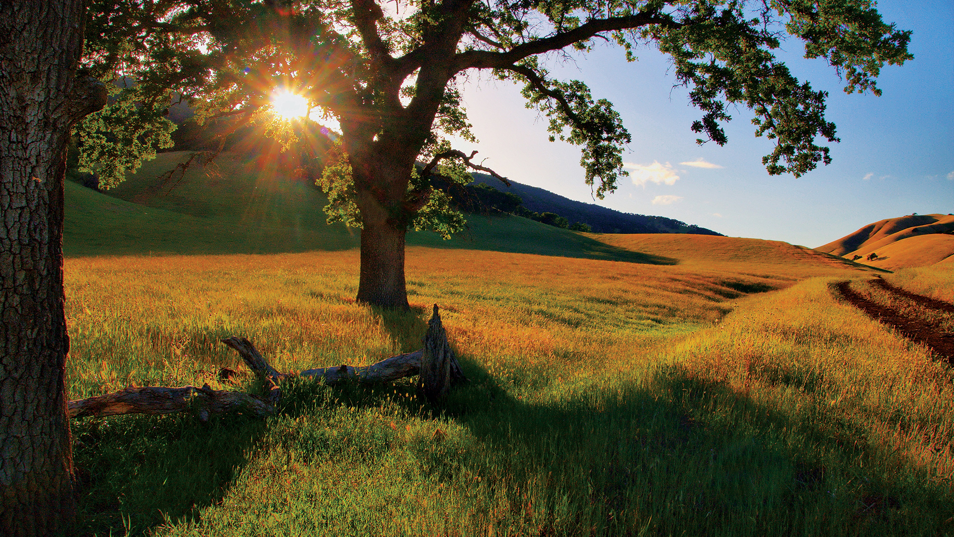 Danville CA New Homes for Sale Ashbury at Alamo Creek