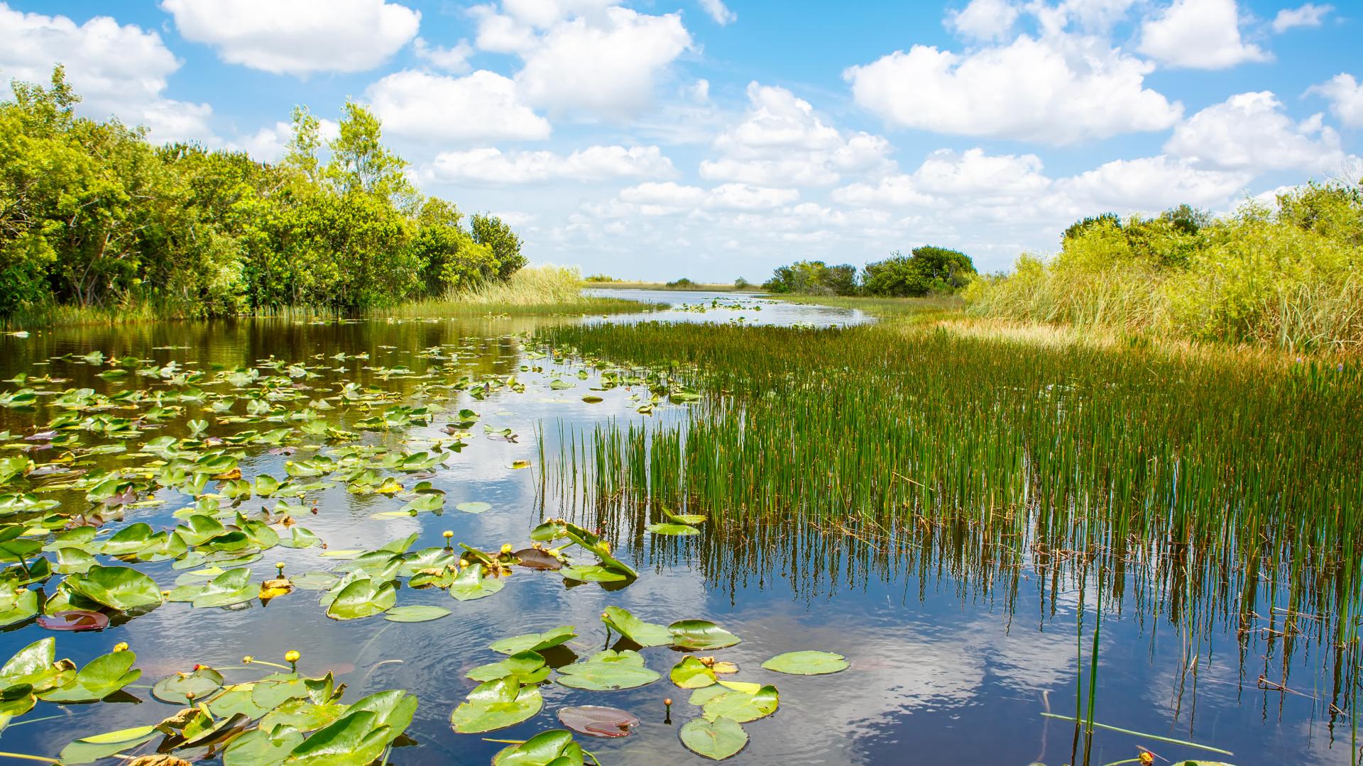 Saltgrass at Heron Bay