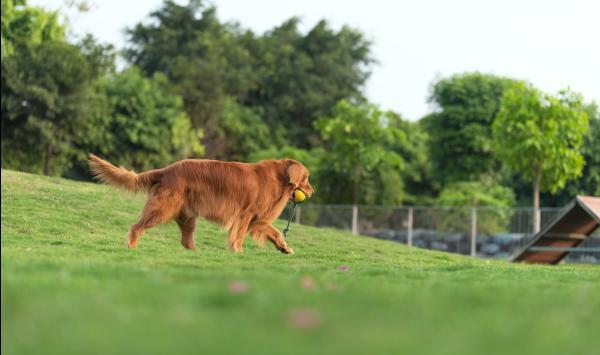Community dog park