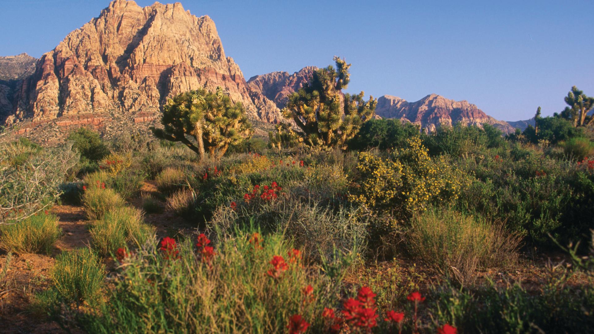 Live close to the scenic beauty of Red Rock Canyon