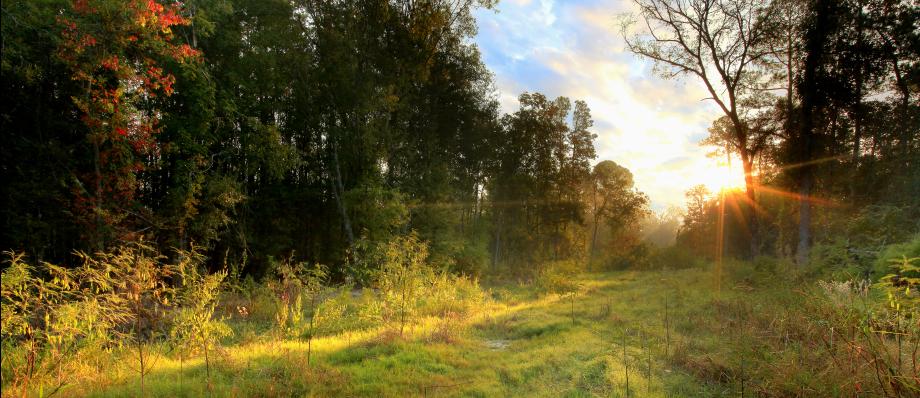 Woodford Glen