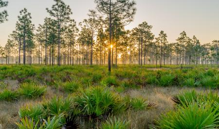 Regency at EverRange