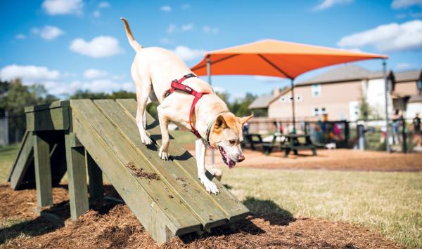 Explore the dog park
