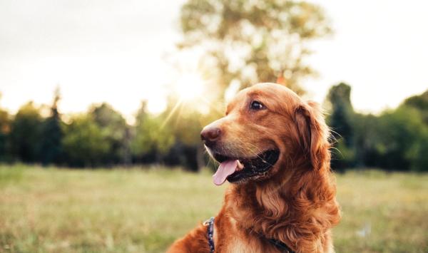 Enjoy the community dog park