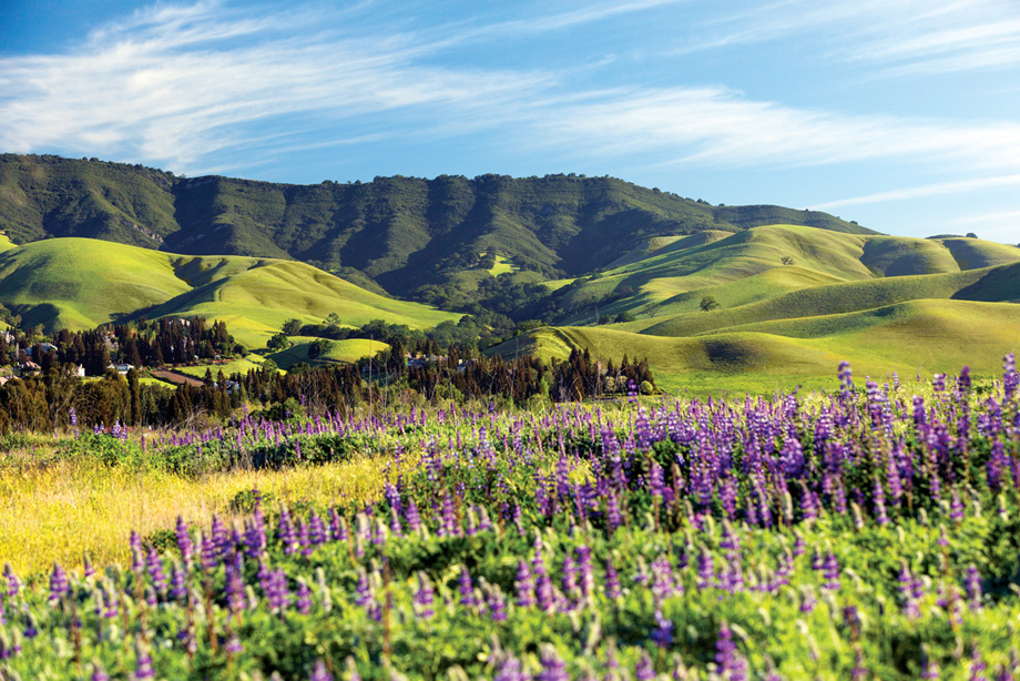 Toll Brothers - Alamo Creek Photo
